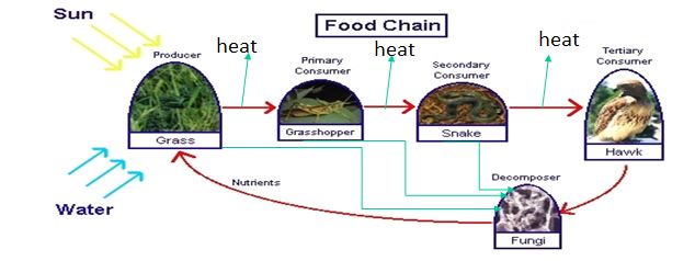 Anotated Food Chain